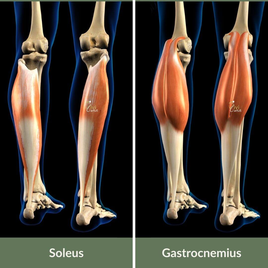 Muskel Soleus und Gastrocnemius